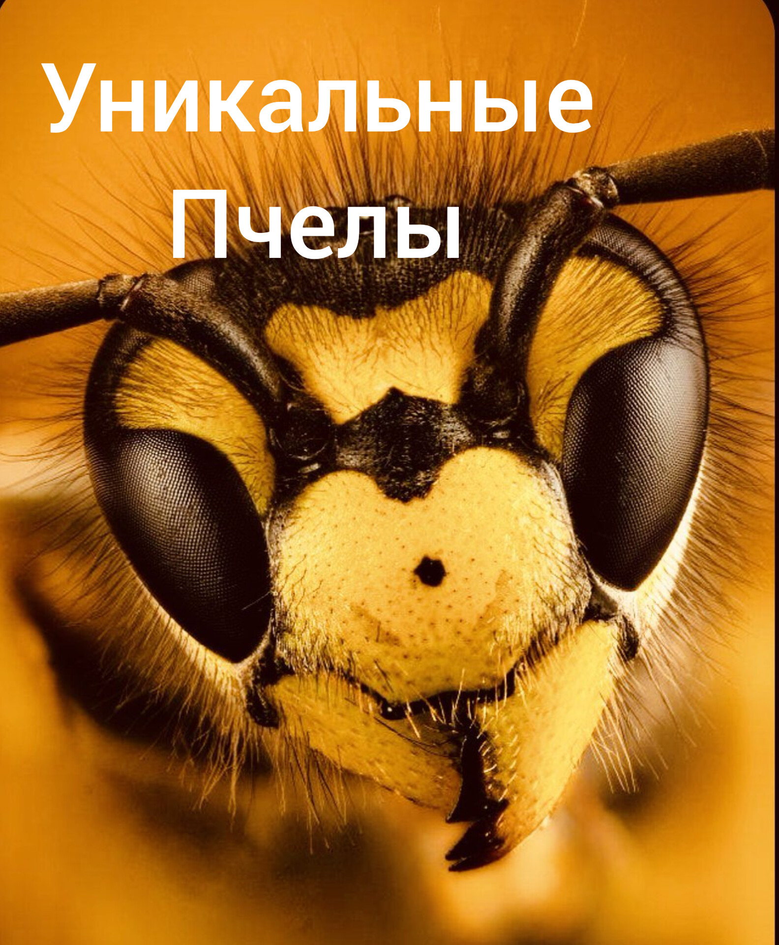 Уникальные пчелы