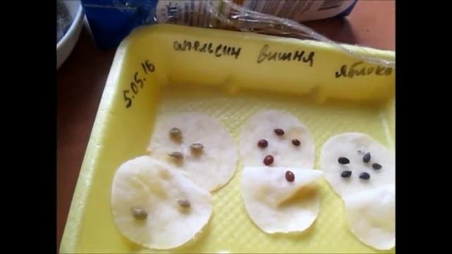 семена фруктов из китая проращиваем часть3