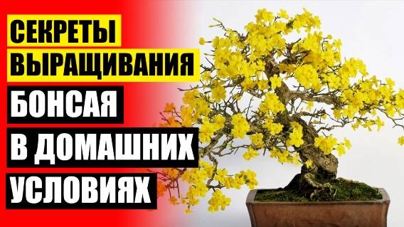 Вьющиеся растения для дома быстрорастущие 🚫