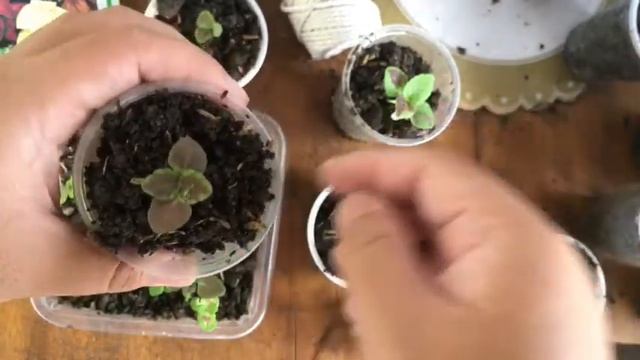 Planting Impatiens and Coleus From Seeds in the Philippines (1 month Journey)