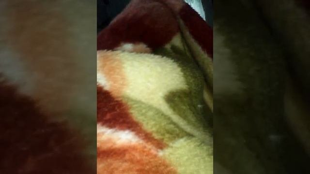 ромик съел гороховый суп (пердит)