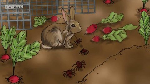 113 — Francisella tularensis