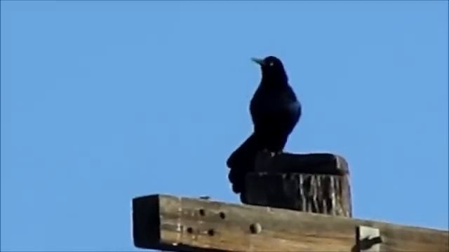 Great-tailed Grackle "poo-poot" song