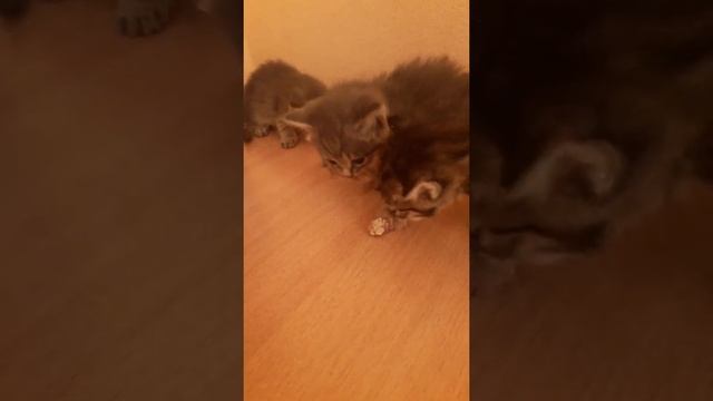 Месячные котята впервые пробуют мясо... Хохма. ??????