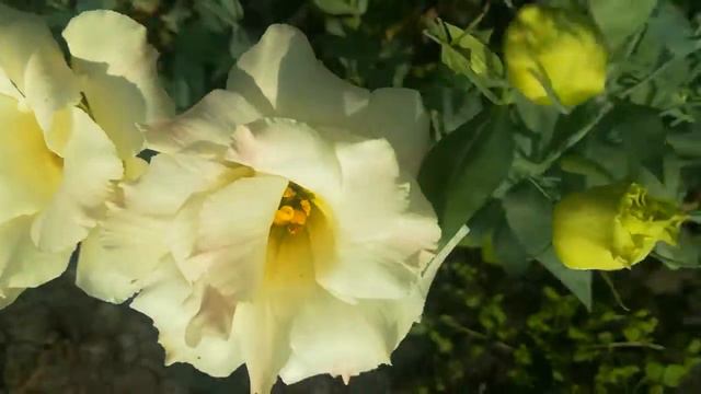 Эустома. Beautiful flowers