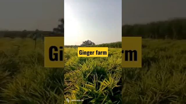 #shortvideo ginger farm