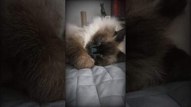 КАКОВА КРАСОТА 🐱 БОСИК