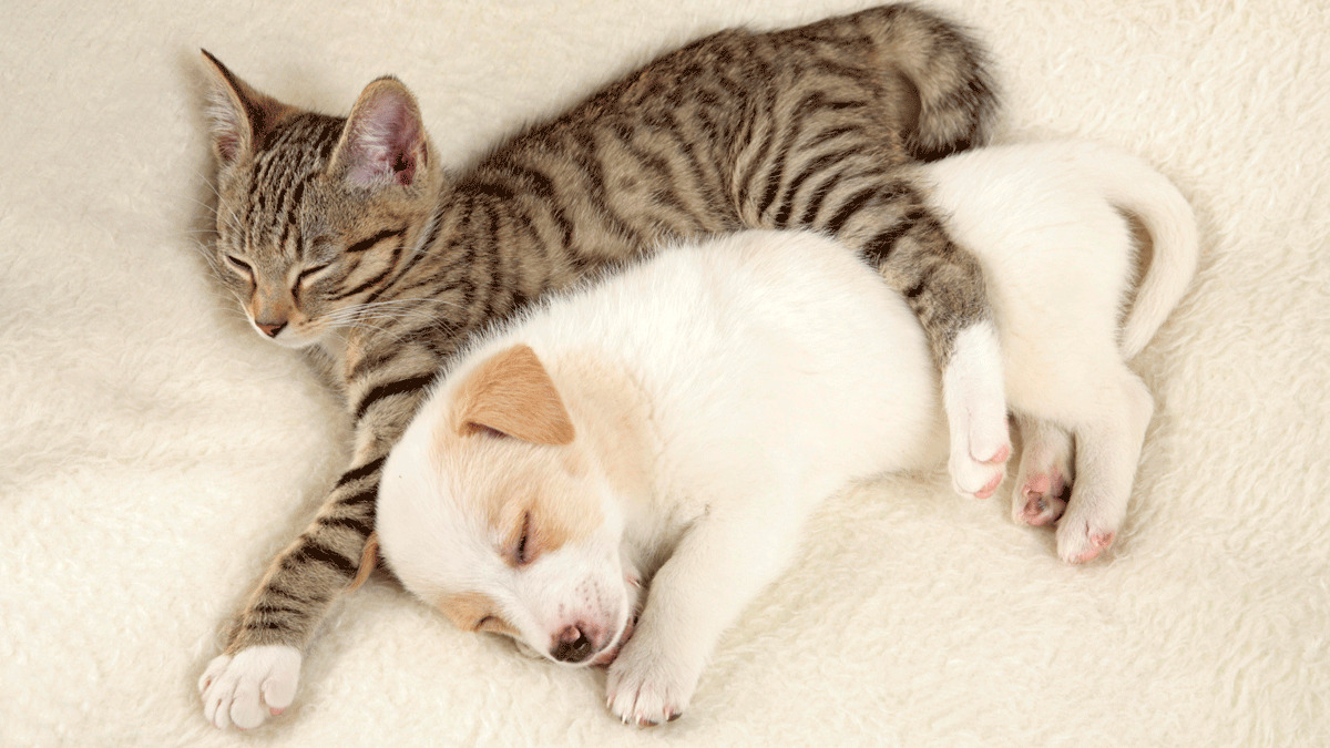 Собака и кошка вместе спят