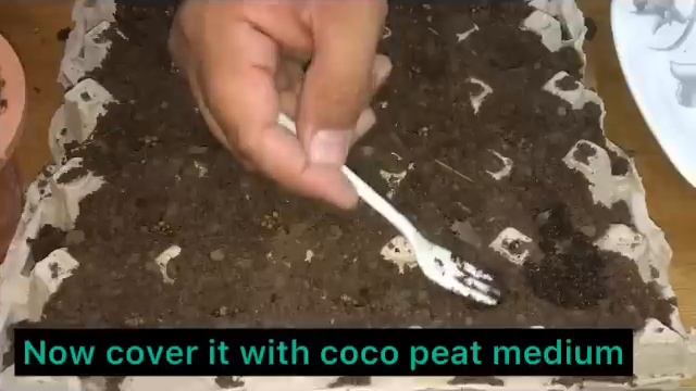 Magical way to grow coriander | How to plant coriander seeds at home | Dhania planting at home