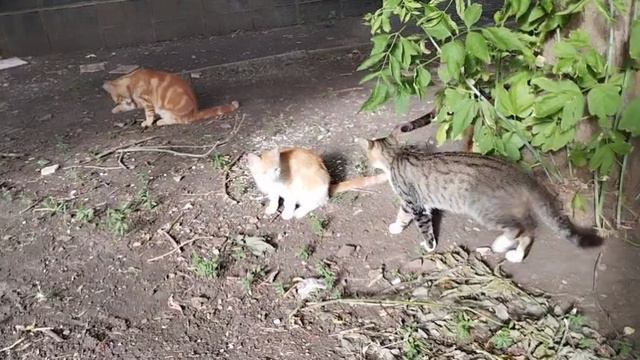 Отдых котиков после завтрака