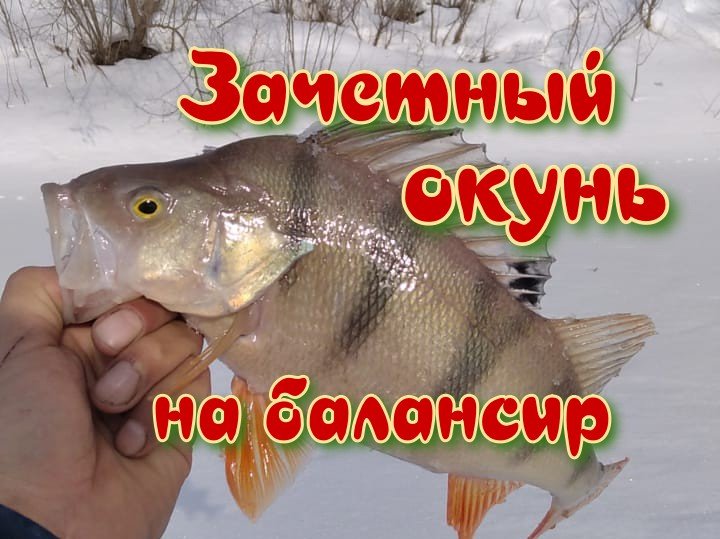 Зачетный окунь на балансир