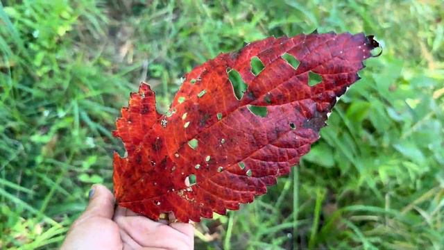烧鸡带大家看看大山里植物，好多都不认识。