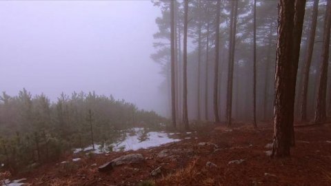 5 минут релакса в туманном лесу. 2К