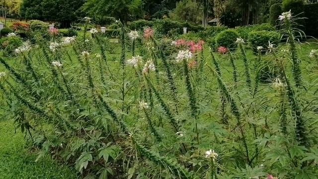 Royal Botanical Garden Kandy Srilanka.