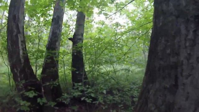 Где лучше всего собирать грибы,в лесу