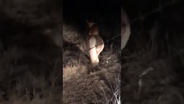 Женщина обнаружила, что соседский корги пробирается ночью на ее территорию и катается на ее пони 😲