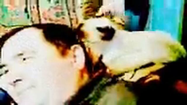 Кот, который моет голову хозяину....