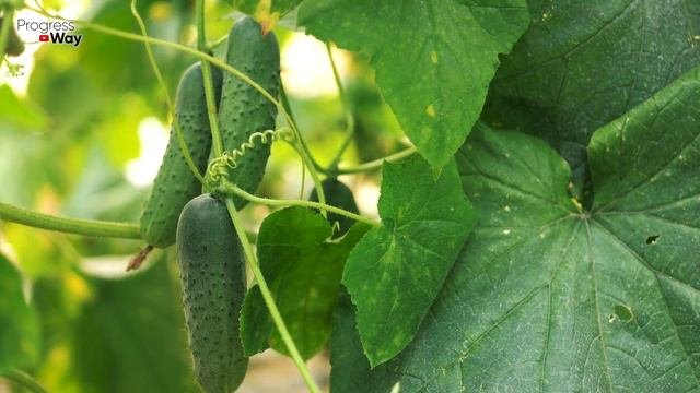 1 ЛИТР ПОД ОГУРЦЫ! ЗАСЫПЯТ УРОЖАЕМ И ЖЕЛТЕТЬ НЕ БУДУТ ОБЪЯСНЯЮ ЧТО ВНЕСТИ ЧТОБЫ КУСТ ОГУРЦОВ ПОПЕР!