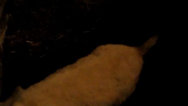 Признаки охоты у козы.Коза хочет гулять. The signs of hunting in goats.Goat wants to walk.