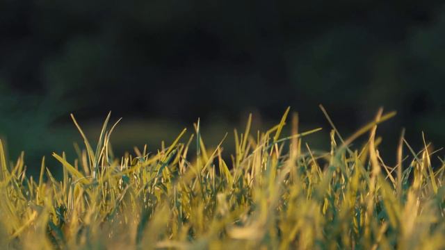 30 minutes of Relaxing Sleep Music, Relax Music ,Beautiful Relaxing Music
