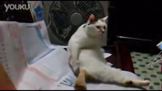 Кот чешет зад