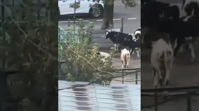 🐄В Балашихе были замечены коровы🐄