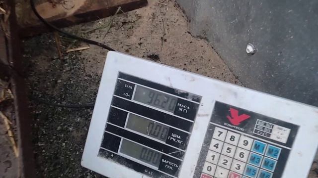 стоимость сараяклизма для свиньивес поросят и сколько съели