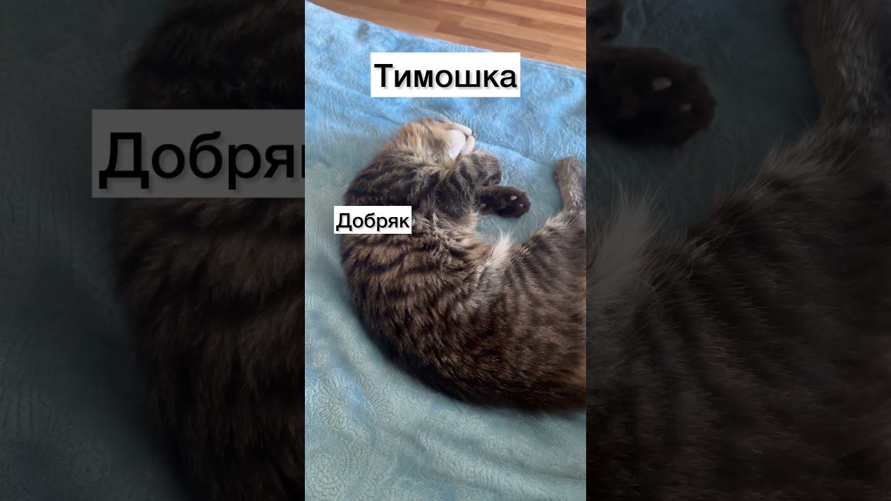 Определение характера по позе сна  #мейнкуны #семейнаяжизнь #кошки #смешныекоты