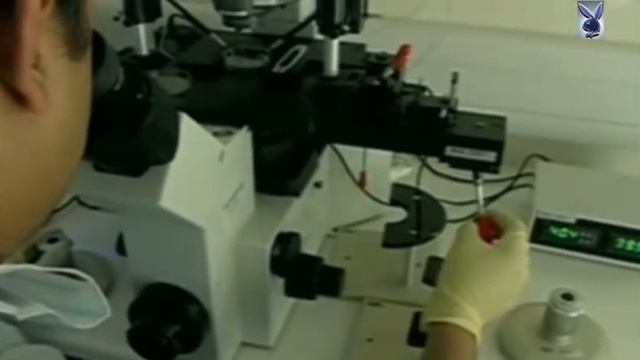 Британским ученым удалось получить человеческий эмбрион с генами трех родителей