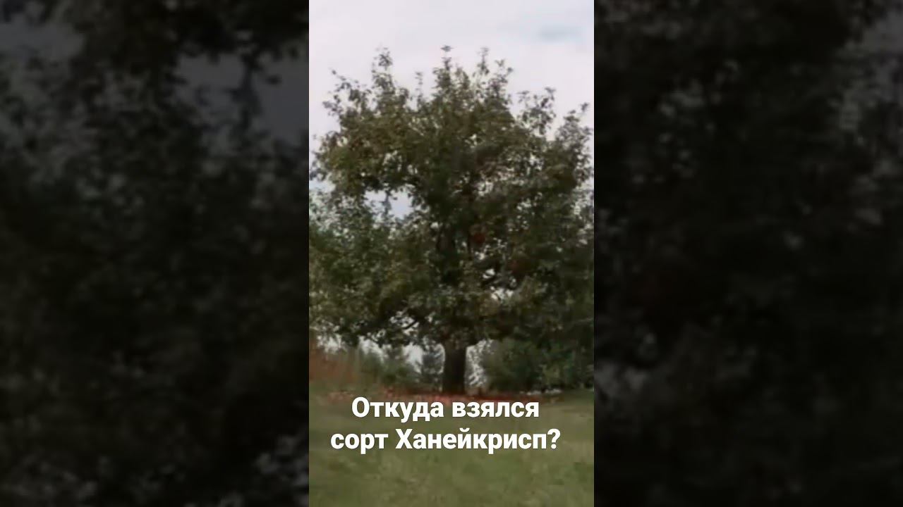 Самое старое дерево сорта Ханейкрисп. Отрывок из фильма