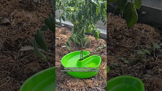 Чаша умный полив для полива кустов и растений