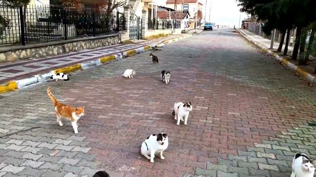 КОШАЧЬЕ ЦАРСТВО В СТАМБУЛЕ - ISTANBUL'S CAT KİNGDOM