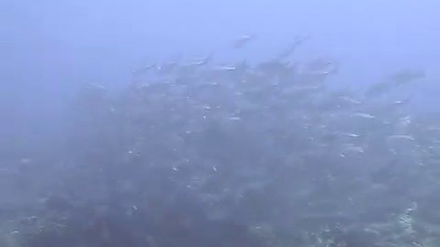 Tubbataha Reefs "Jewels of the Pirate Seas" - full version