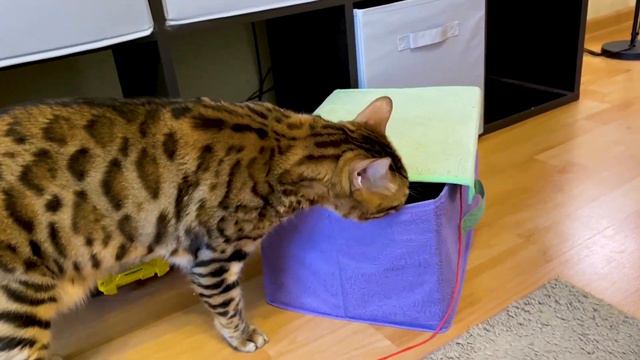 Любознательный бенгальский кот Лео!