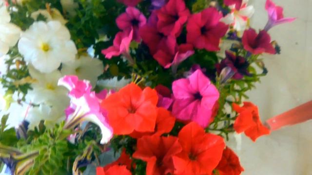 Petunia Plant Care | #petunia #care  #petuniaflower #shini #john #flowers #garden #nature