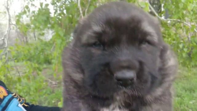 Стеллар Микс Железный Дракон Дамир 21 день. питомник Стеллар Микс