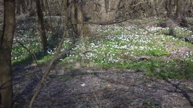 Вы давно были в лесу? Приятная прогулка по лесу.