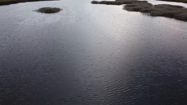 Лебеди на озере Лебяжий около Нижнекамска