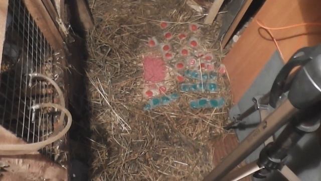 Борьба с крысами в гараже Первая видимая победа!!!