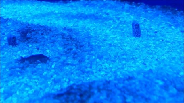 Heteroconger Hassi (Spotted Garden Eel) ᴴᴰ
