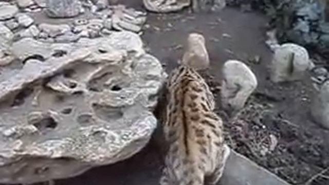 Бенгальская кошка Есения