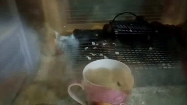 Чем я занимаюсь всю весну. Очередной вывод индюка