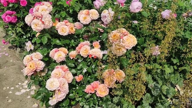 ЦВЕТЕНИЕ РОЗ. Мари Кюри, Ботичелли, Аспирин, Баронесса.