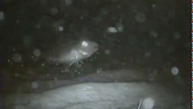 Ерш на "безнасадку". Видео с самодельной подводной камеры с подсветкой. В мутной воде.