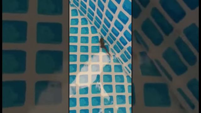 Лягушка в бассейне | Мы ее поймали и выпустили 🐸