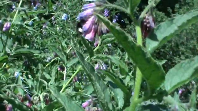 Bumblebee Foraging On Comfrey