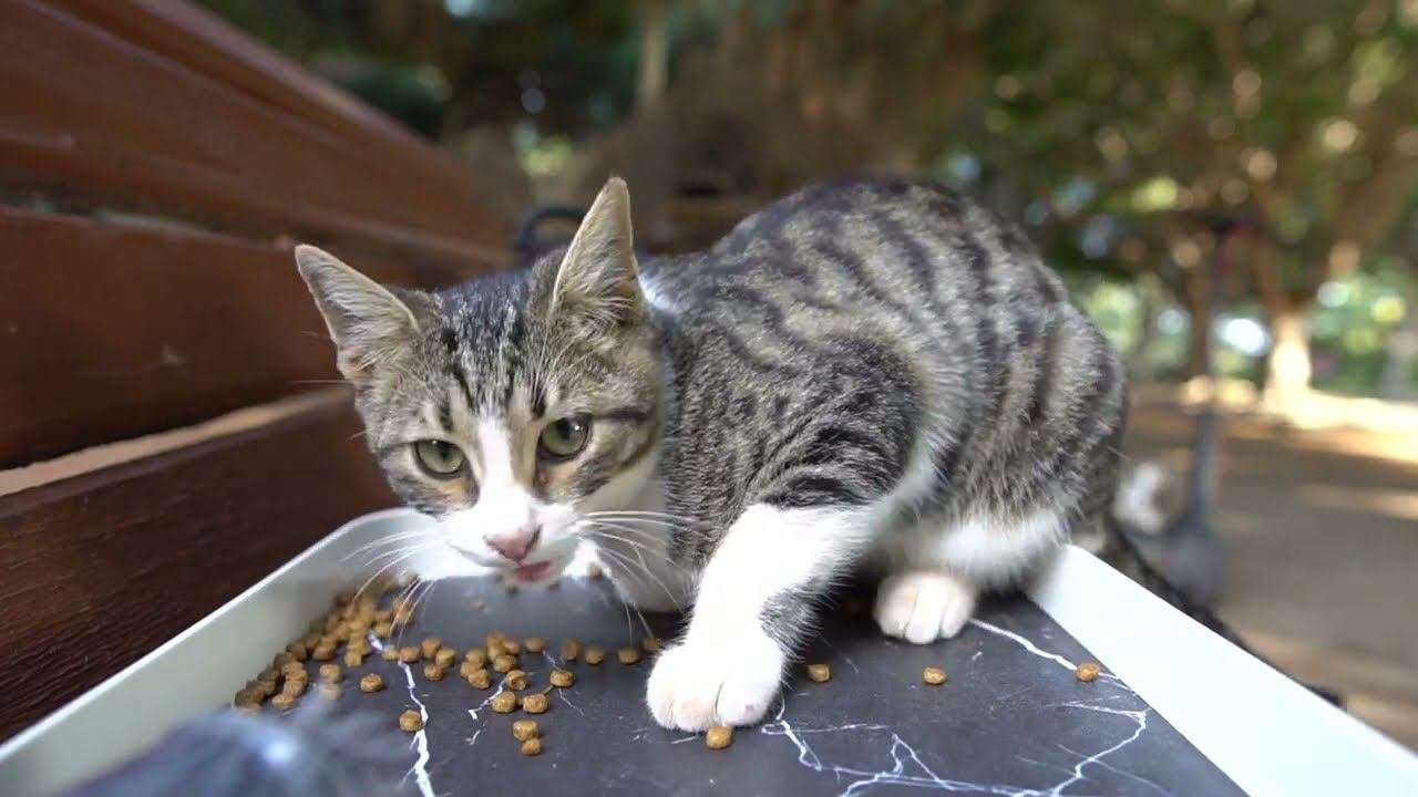 ASMR Cat Video, Cat Eats Dry Food!