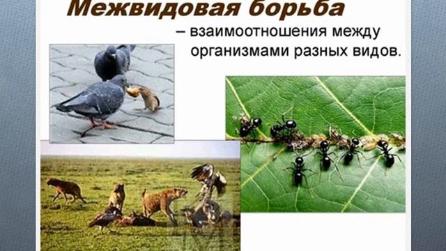ДВИЖУЩИЕ СИЛЫ ЭВОЛЮЦИИ
