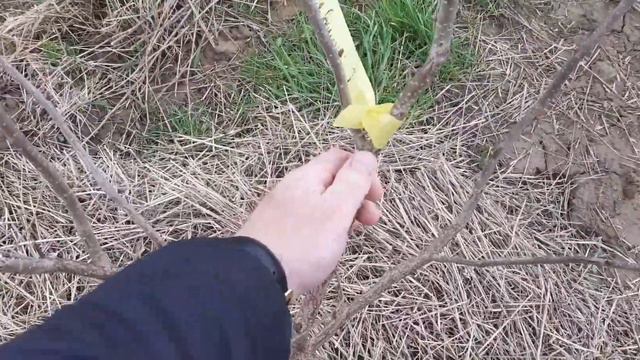 Агротехніка у фундуковому саду 🌳🌳🌳 Етап 1. Обрізка та формування штамбом  дерева фундука.