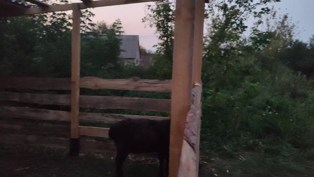 Жизнь в деревне.Покупка барана.Привезли овец с санатория.